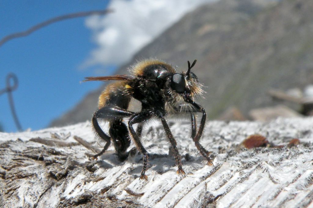 Asilidae: Laphria flava in deposizione